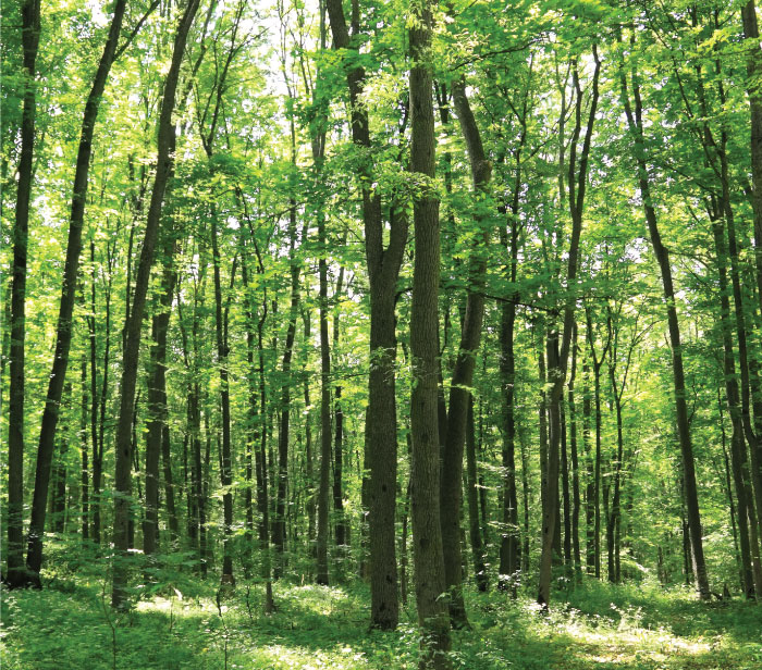 Bluesign System Partner Sustainability Environmentally Conscious